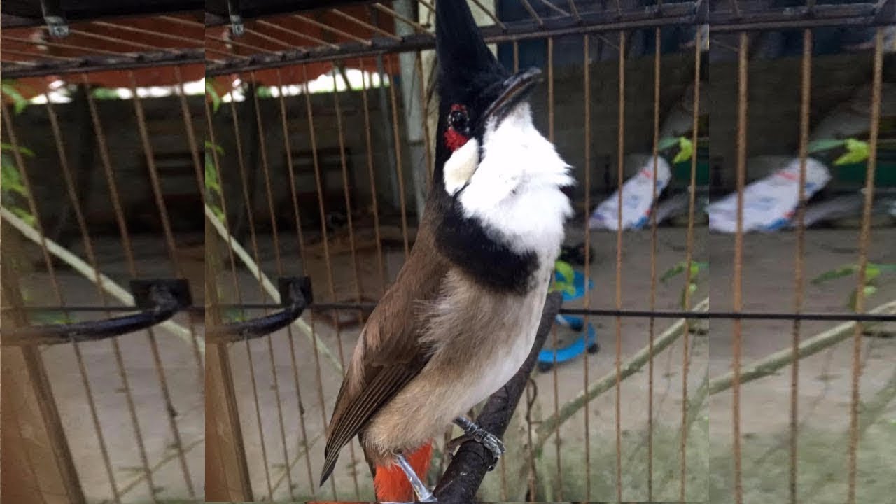 ไทยแลนด์เบิร์ด - Bird Clip, เสียงนกกรงหัวจุก สำหรับต่อ หรือ เปิดให้นกคึก เสียงเพราะๆ, Thailand bird