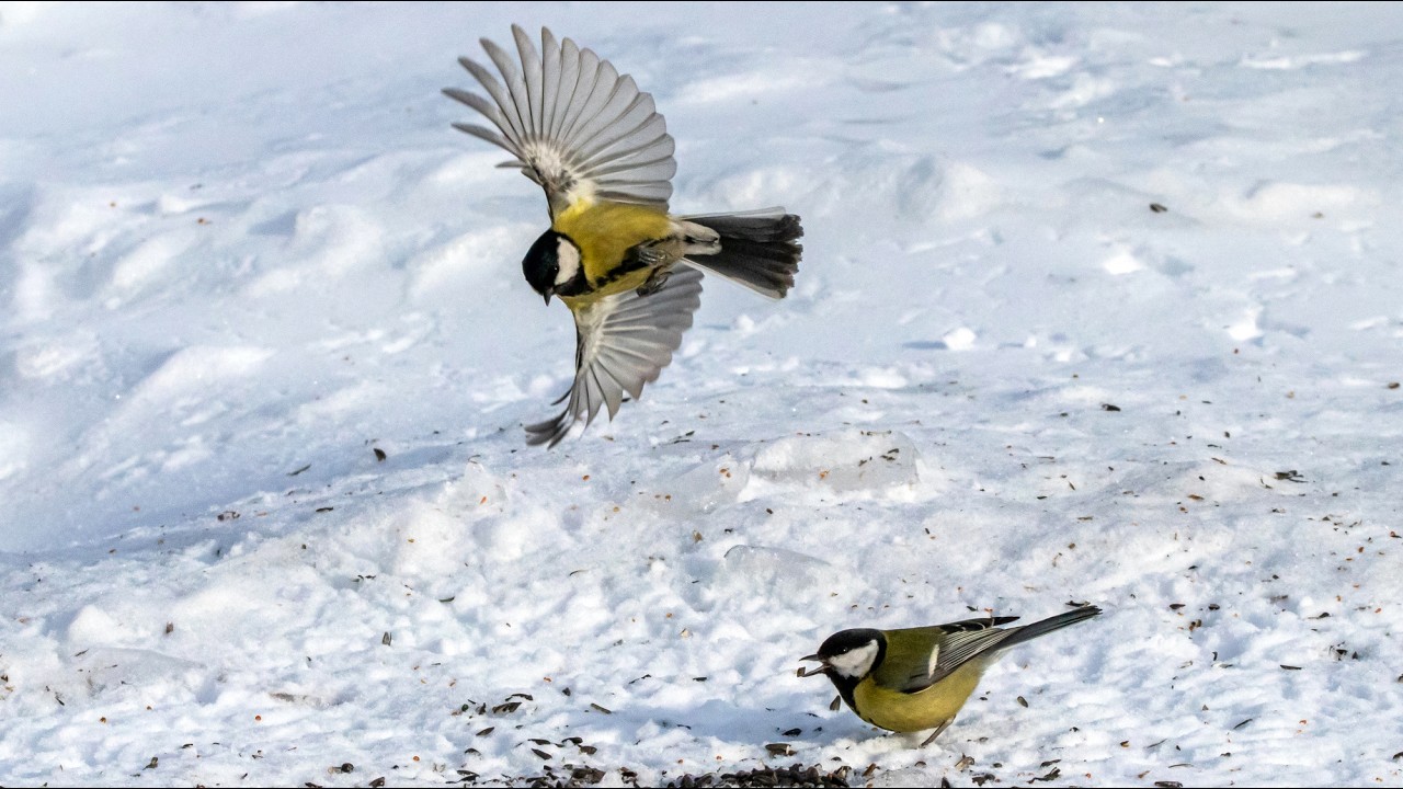 Большие синицы на корме. Parus major. Птицы Беларуси.