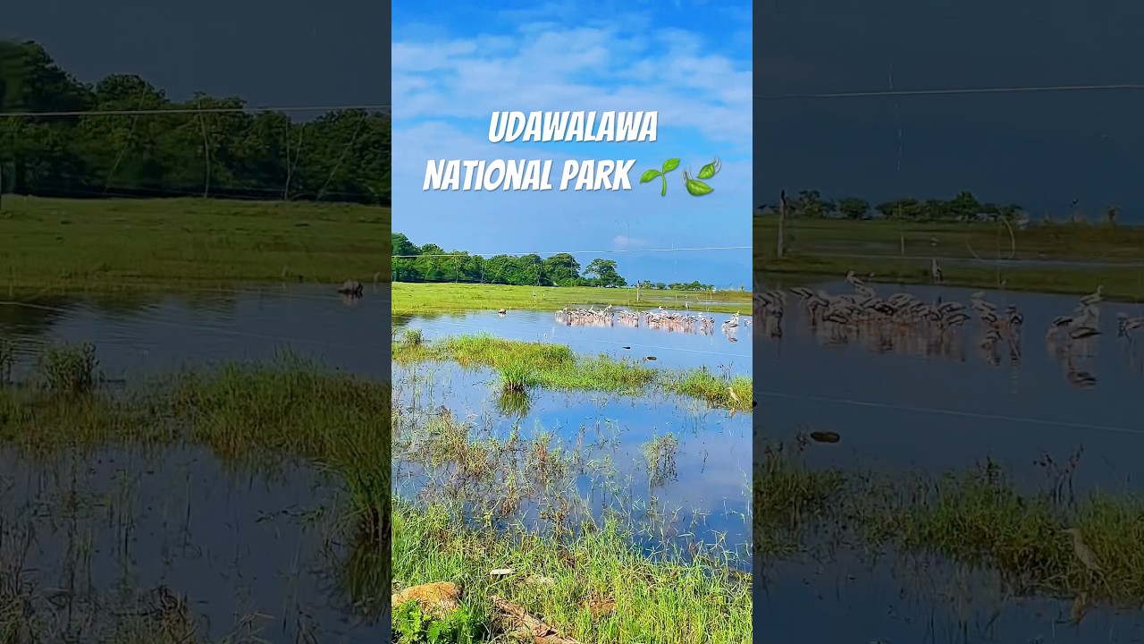 Magical Nature Beauty of Udawalawe National park 💚🦢 