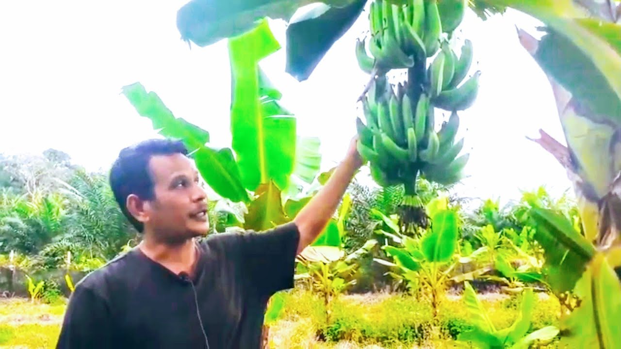 Cara supaya pisang berbuah besar dan panjang