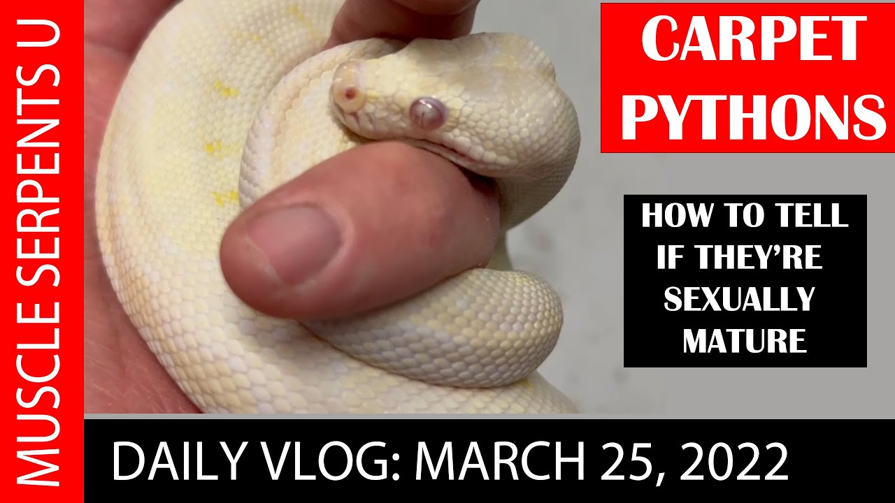 CARPET PYTHONS: HOW TO TELL IF THEY ARE MATURE ENOUGH TO BREED! 3-25-22