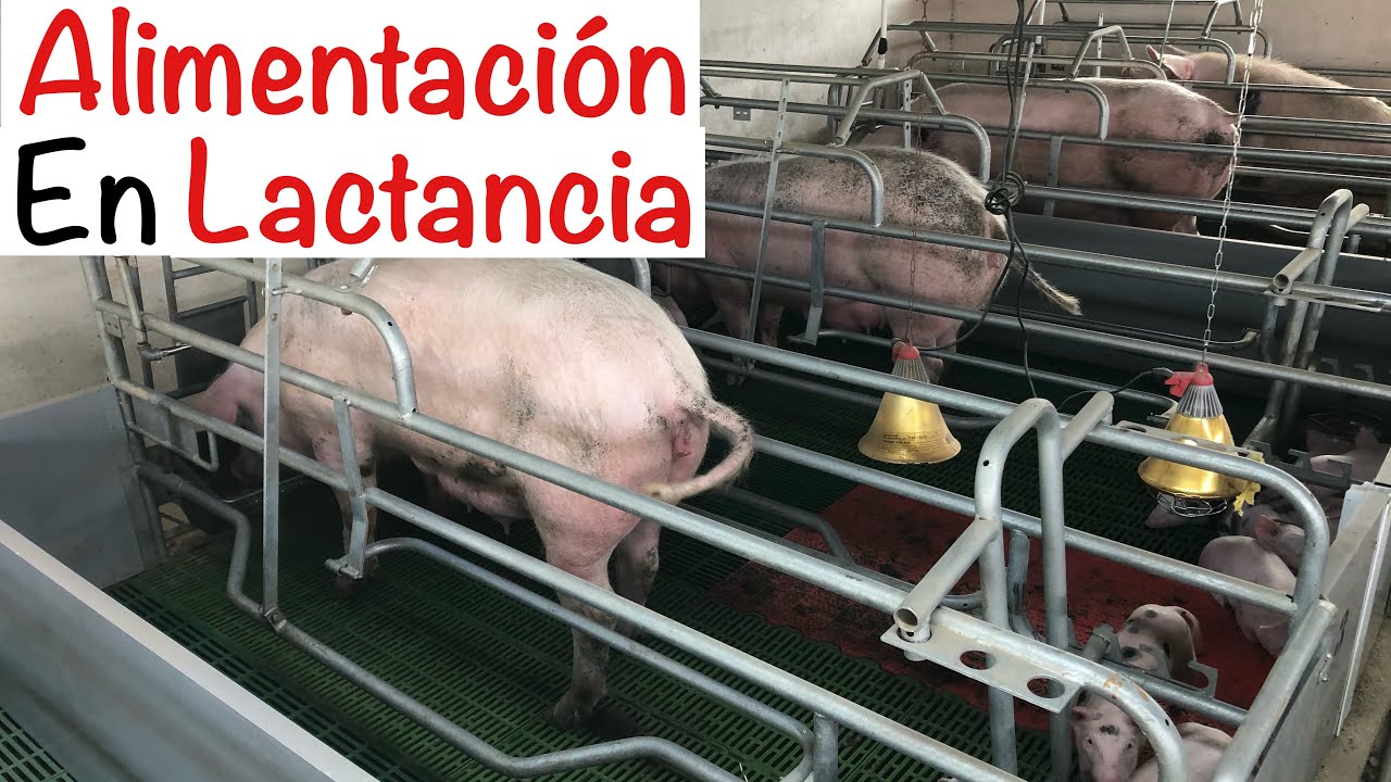 🐖COMIDA EN LA ETAPA DE  LACTANCIA CERDAS🐖-- CAPITULO 9.2 -- ALIMENTACIÓN EN CERDOS--ENGORDE CERDOS