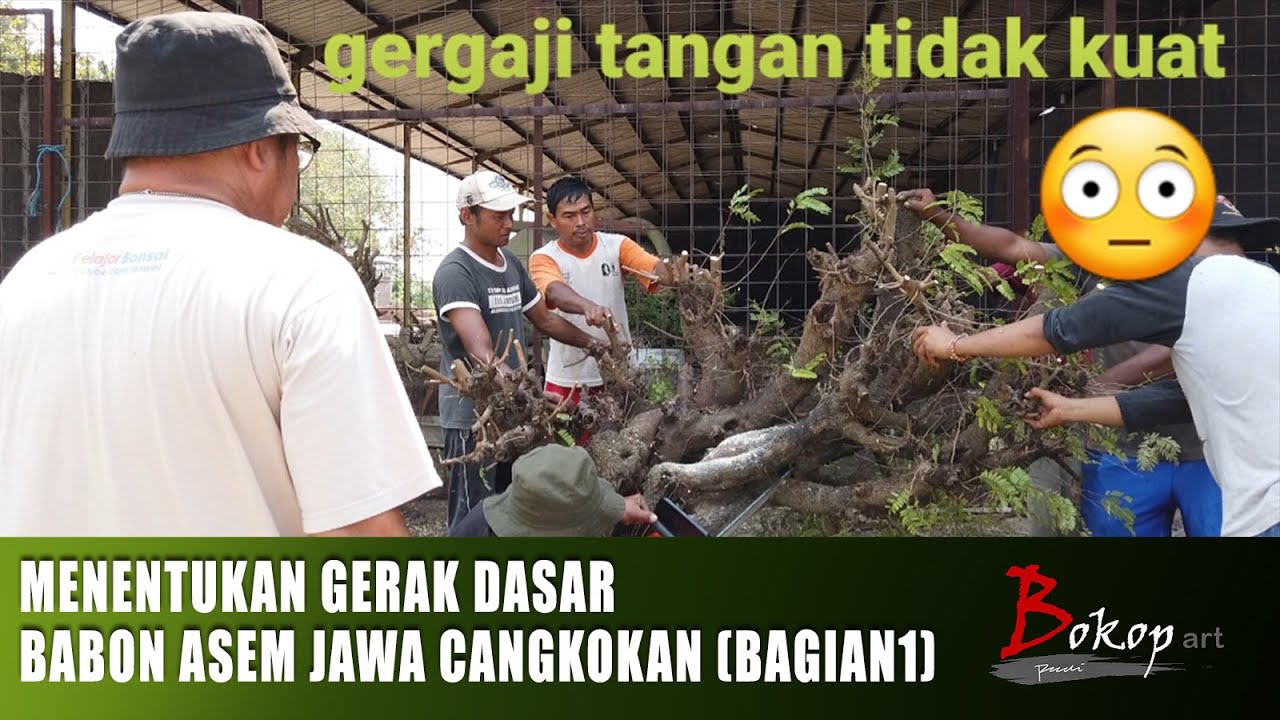 MENENTUKAN GERAK DASAR BABON ASEM JAWA CANGKOKAN (bagian1)