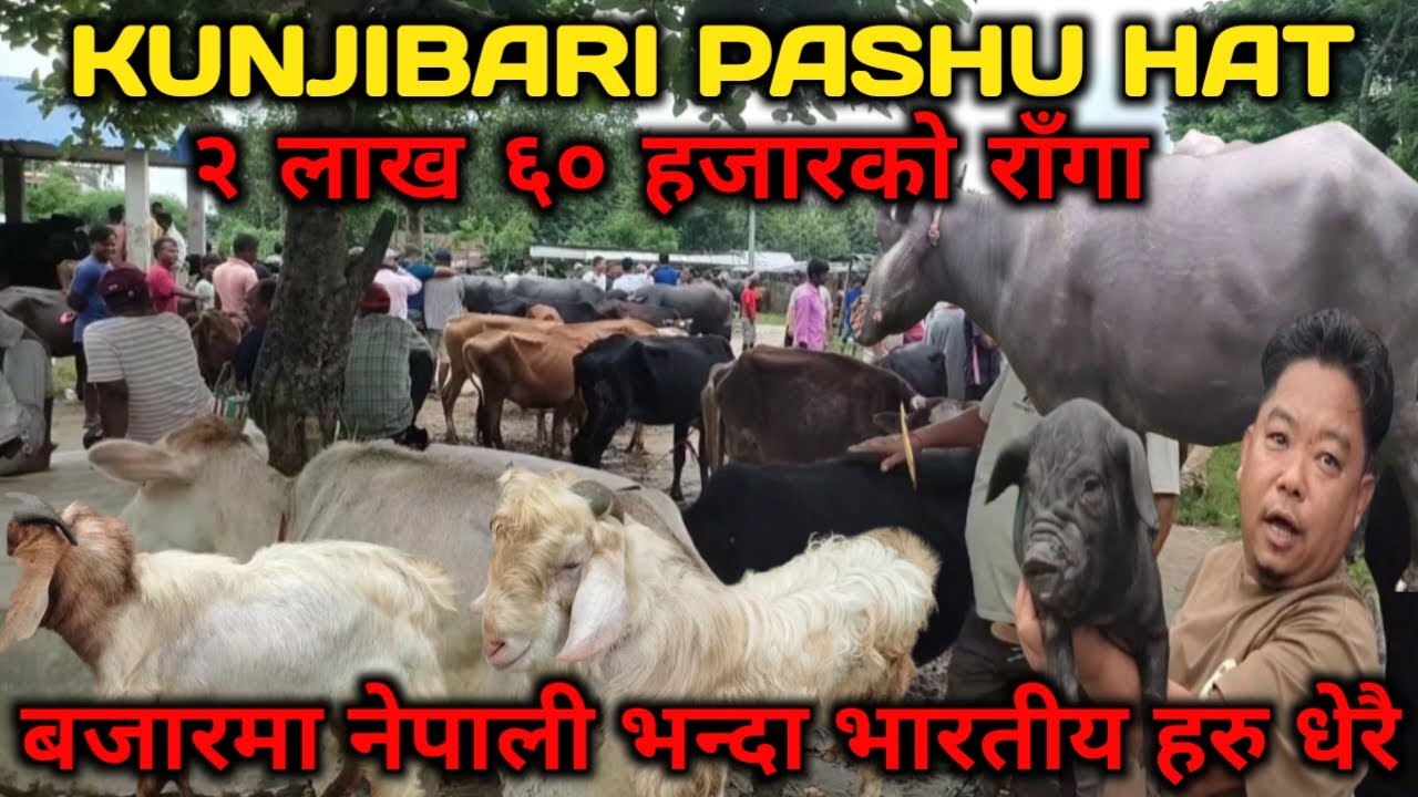 KUNJIBARI PASHU HAT JHAPA.भारतीय हरुको भीड लाग्ने सस्तो बजार। Buffalo only 260000 #syantodailyvlogs