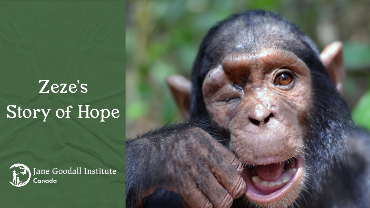 A LIFE CHANGING STORY! Get to Know Zeze's Tchimpounga Sanctuary Story of HOPE
