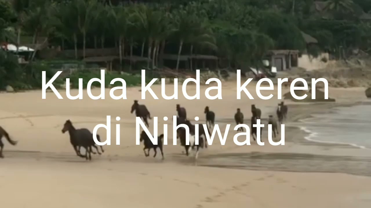 Pantai Nihiwatu, Kuda kudanya keren mandi dpantai