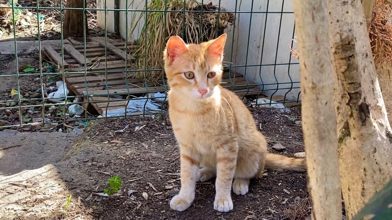 Incredibly beautiful cats living in the park.
