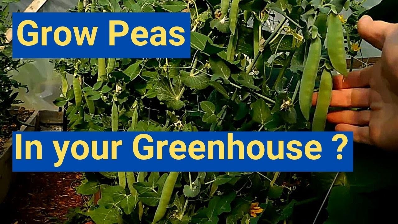 Grow Peas in your Greenhouse?? See the results! You may be suprised...I was.