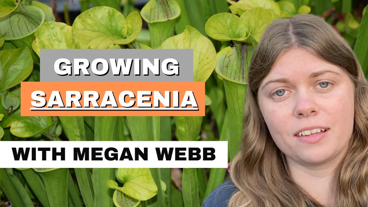 Megan Webb's Sarracenia 'Trumpet Pitcher' Growing Tips