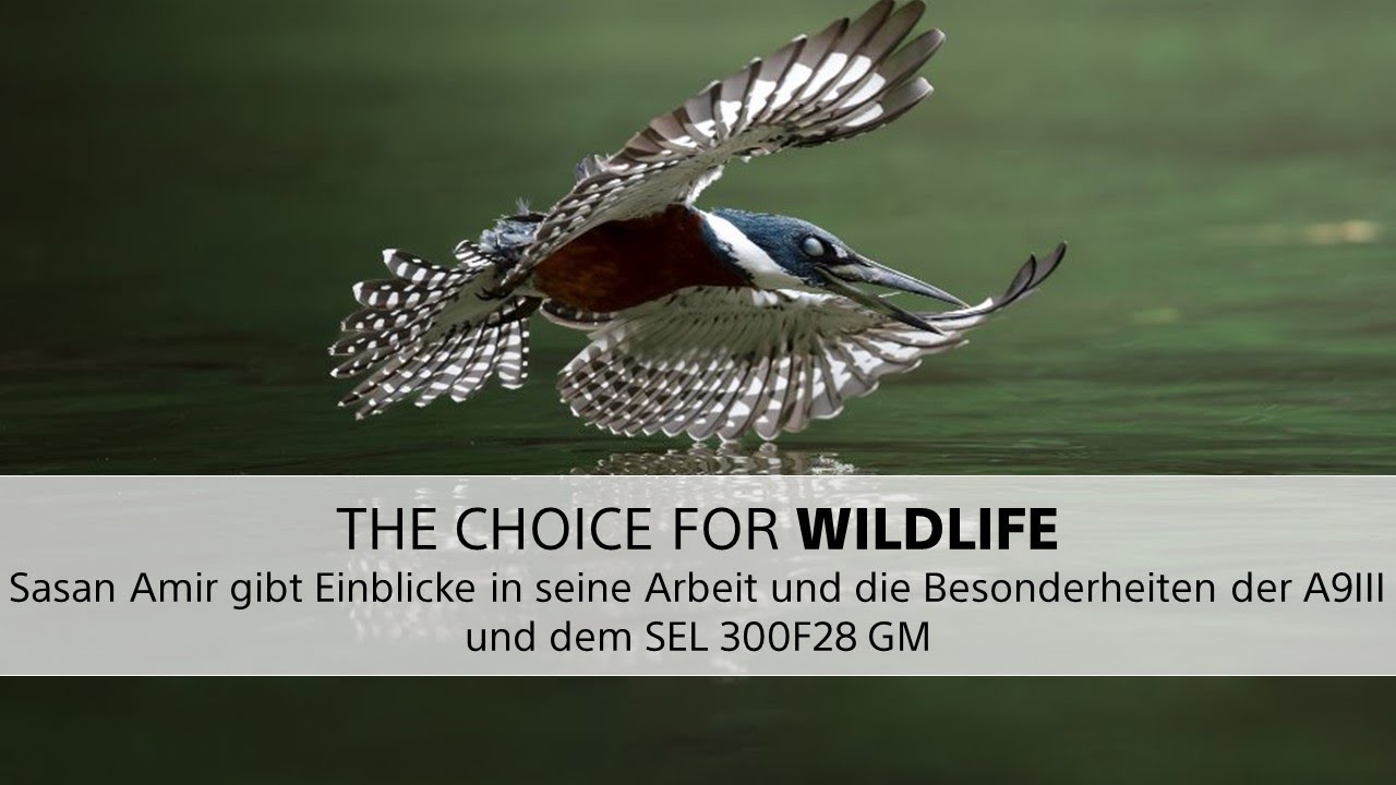 The Choice for Wildlife mit Sasan Amir
