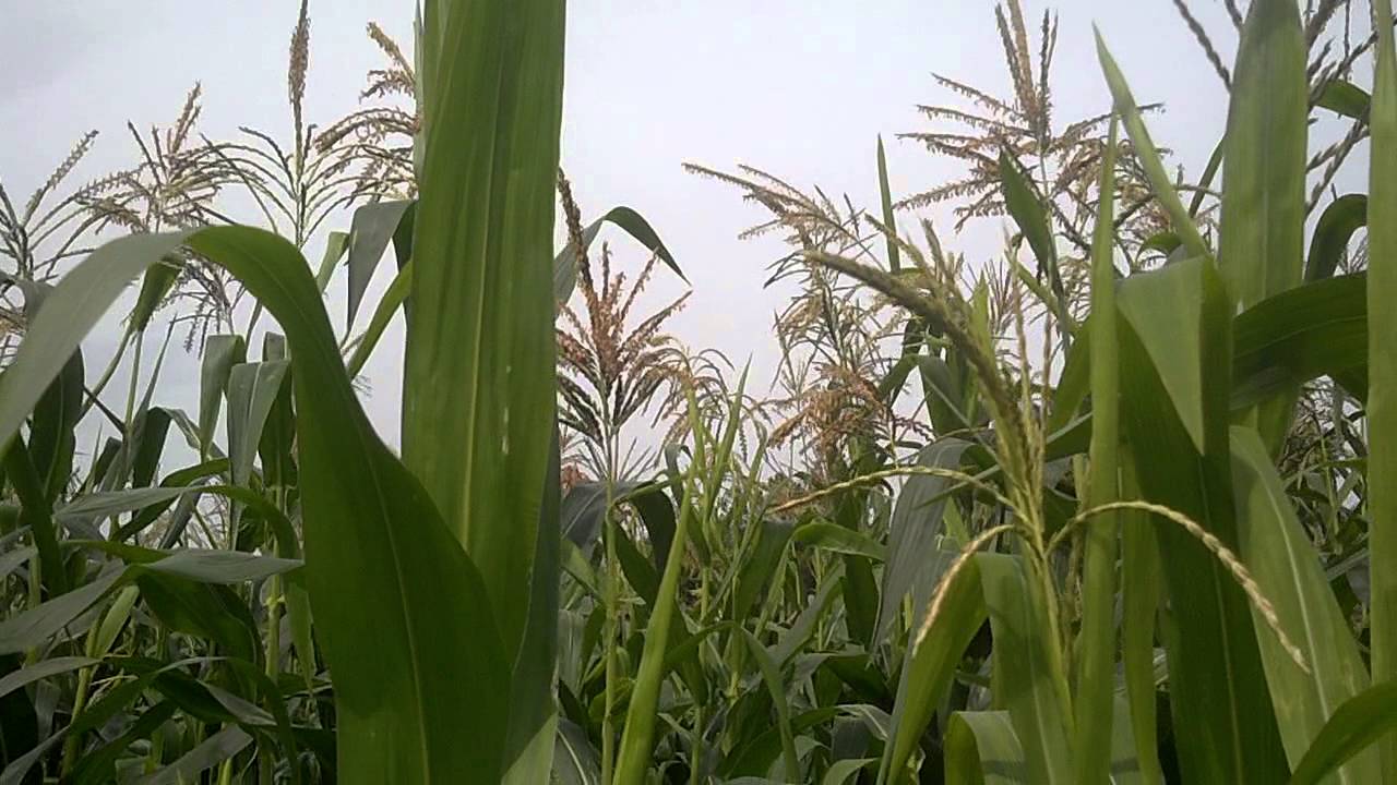 Pencil Cob Corn Heirloom Honey Bees Permaculture