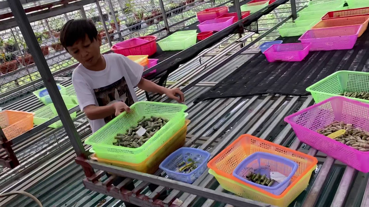 Công đoạn trước khi ươm ki mà vườn mạnh đã làm trong nhiều năm ace yêu hoa Lan cùng tham khảo nhé