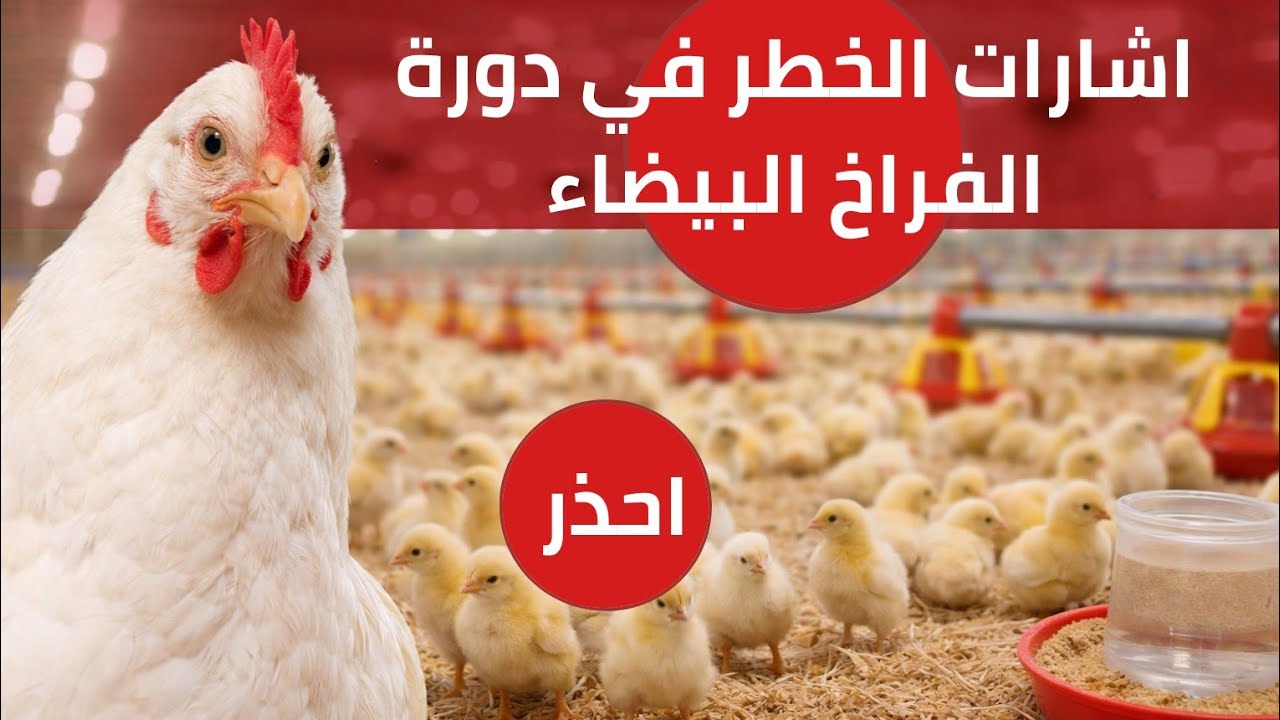  علامات الخطر في الفراخ البيضاء: لو شوفتِها الحقّيها فورًا” | ازاى تلاحظ أخطاء دورة 