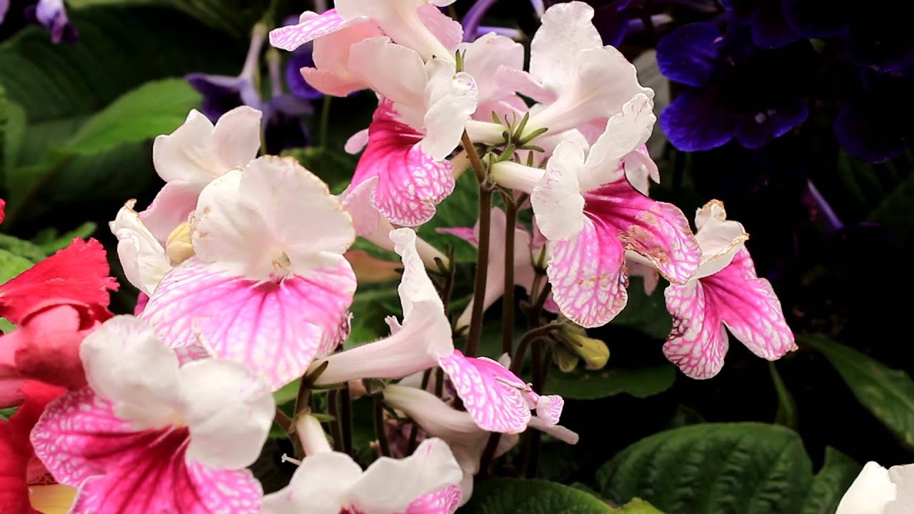 Streptocarpus Houseplants