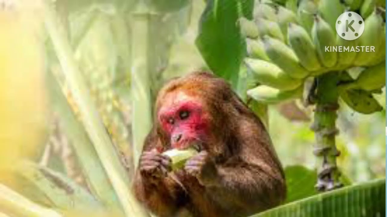 LAALCHI BANDAR || GREEDY MONKEY || MORAL STORIES FOR KIDS|| KAHANIYAAN IN HINDI/ URDU|| CSS CHARLIE