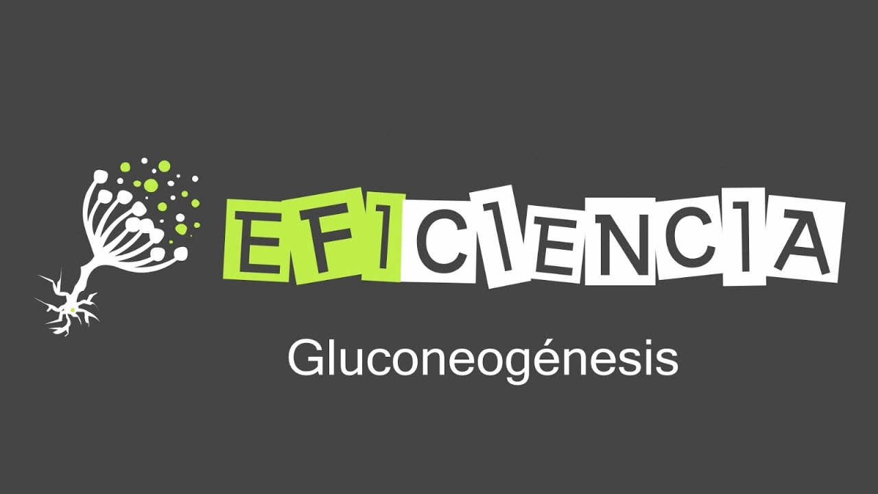 GLUCONEOGÉNESIS. Ruta de Biosíntesis de la Glucosa