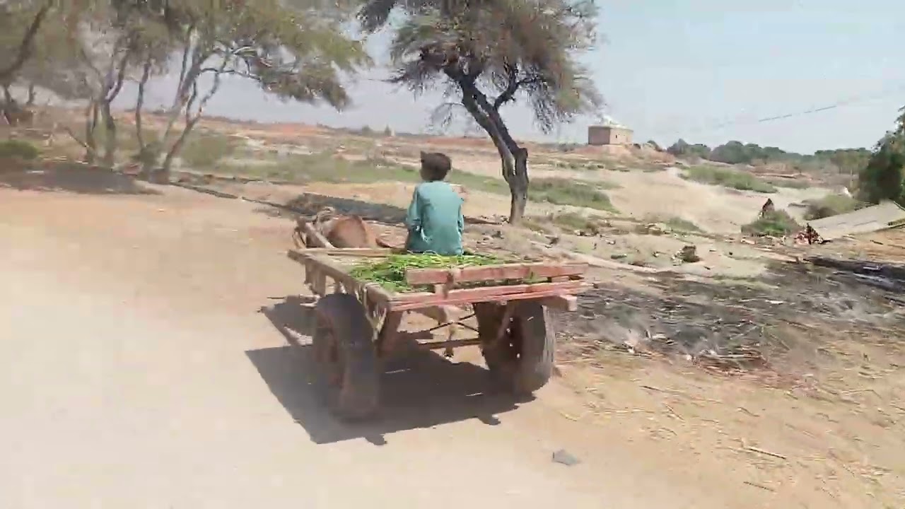 Beautiful Sindhri