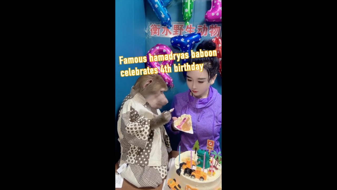 4-year-old smart hamadryas baboon goes viral
