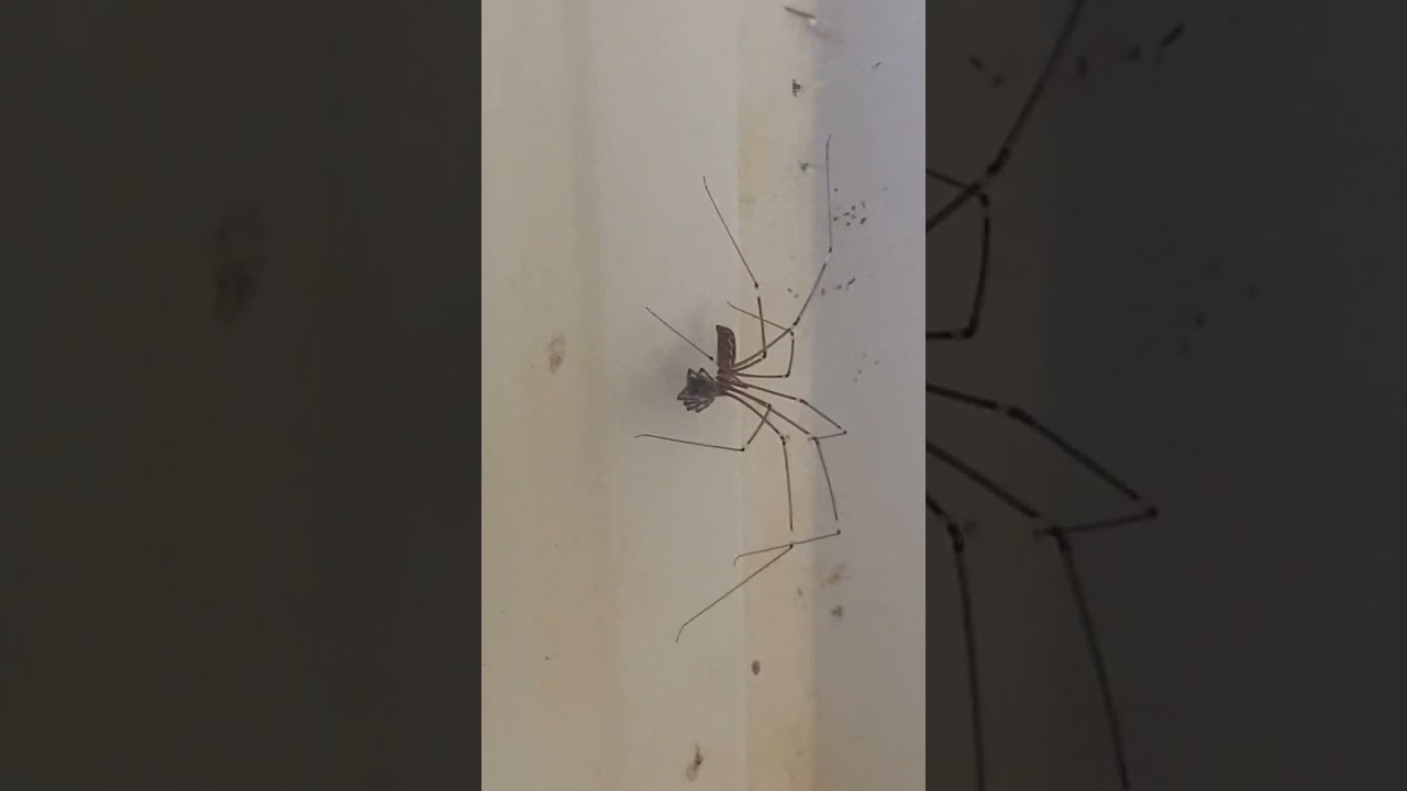 Red back spider farm! episode 3! daddy long legs invades 