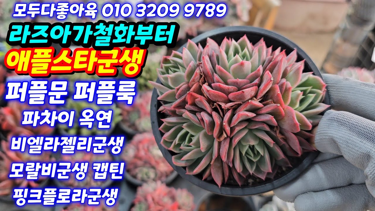 26.2.10🌹 라즈아가철화가 1만원부터 애플스타 퍼플룩 퍼플문 모랄비군생 핑크플로라군생🌹 모두다좋아육 010 3209 9789 전국택배가능 #다육판매영상 