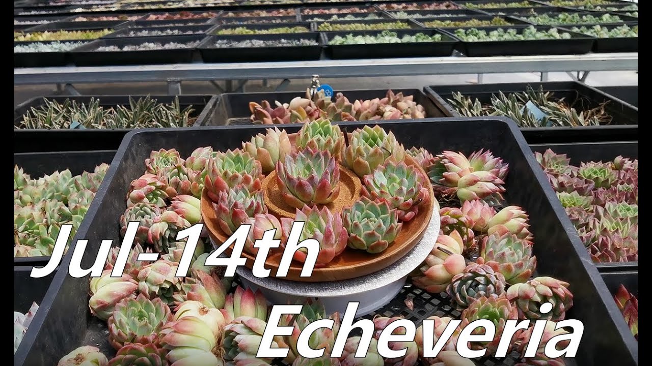 Echeveria Jul14th