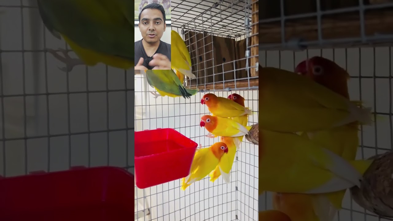 why lovebird chicks die