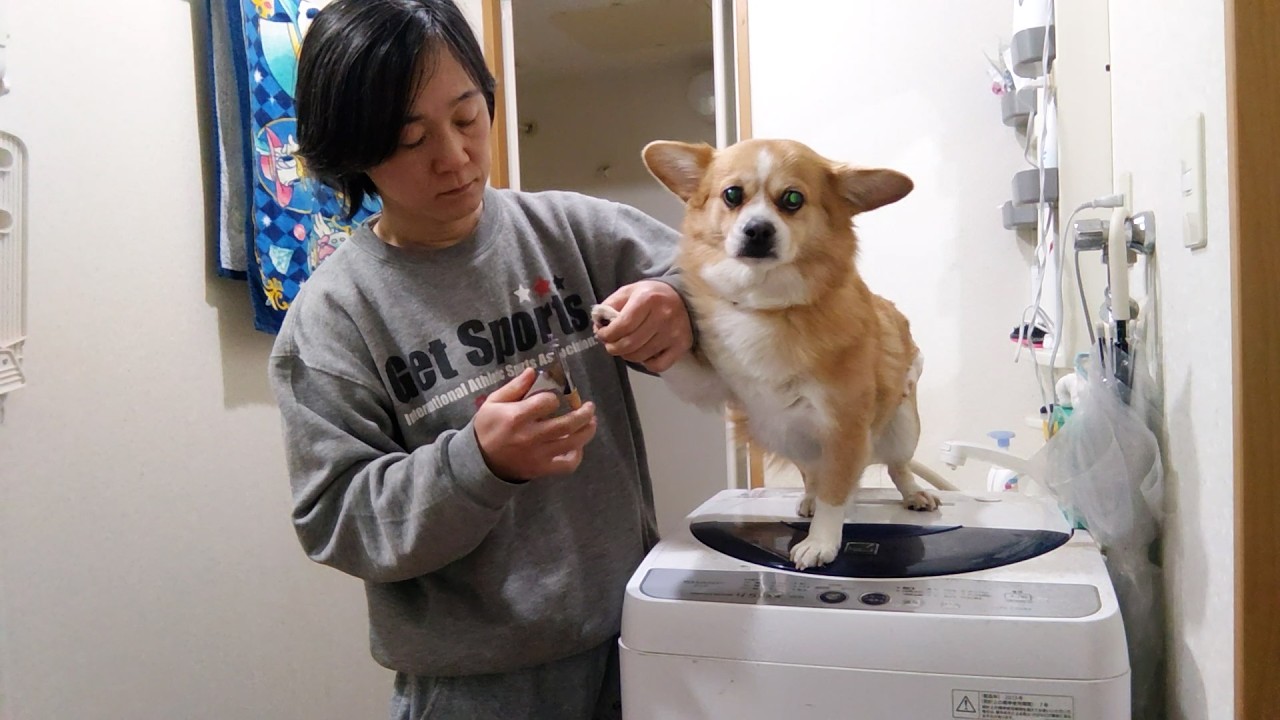 今月の爪切りちょび【ちょび】【コーギー×ペキニーズ】