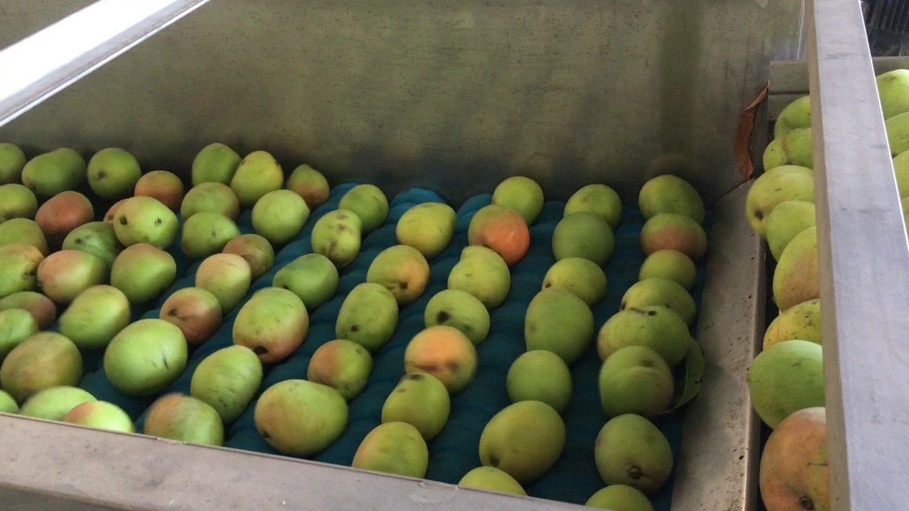 Mango Washing and Polishing Brushes