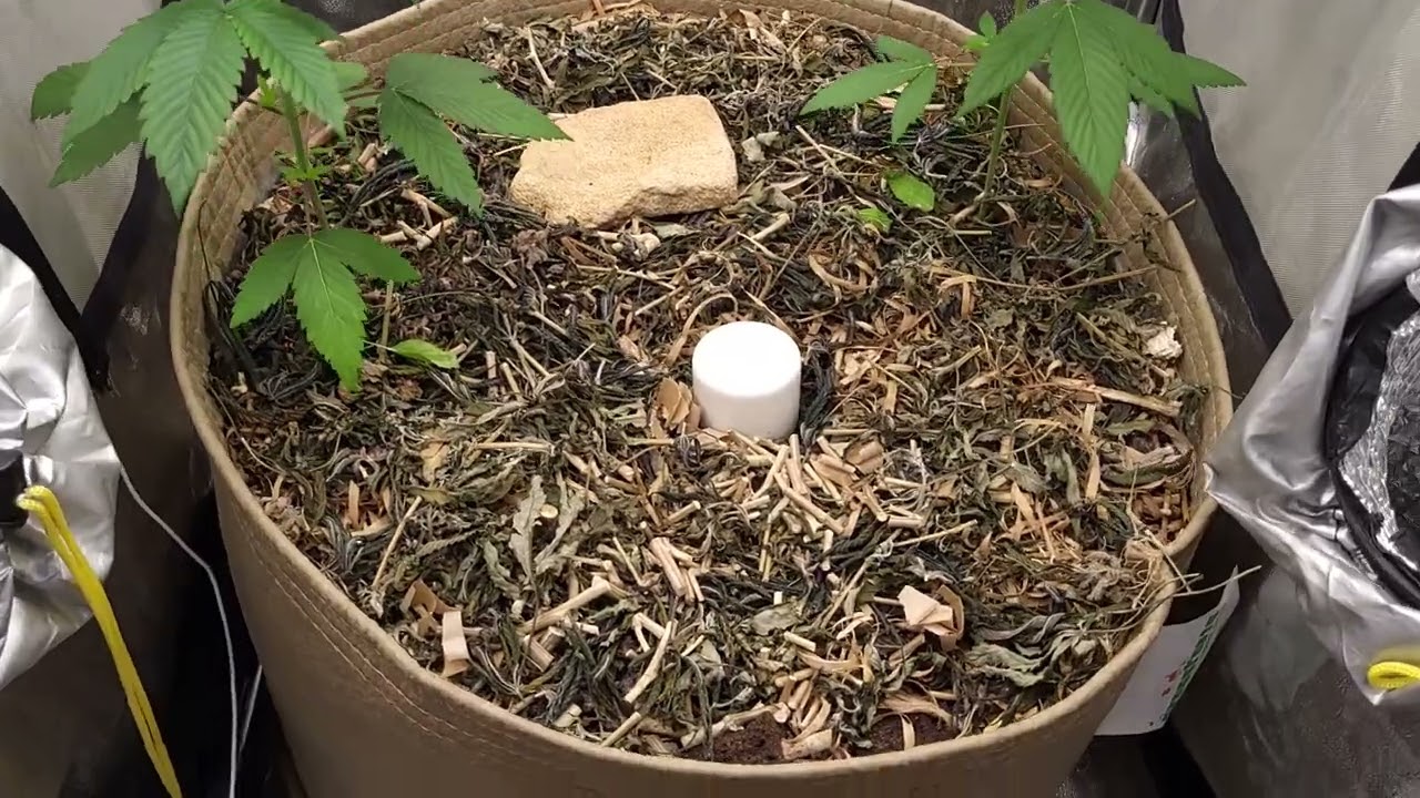 Lemon Tree, Orange Juice & Skywalker Kush, Garden Update #4
