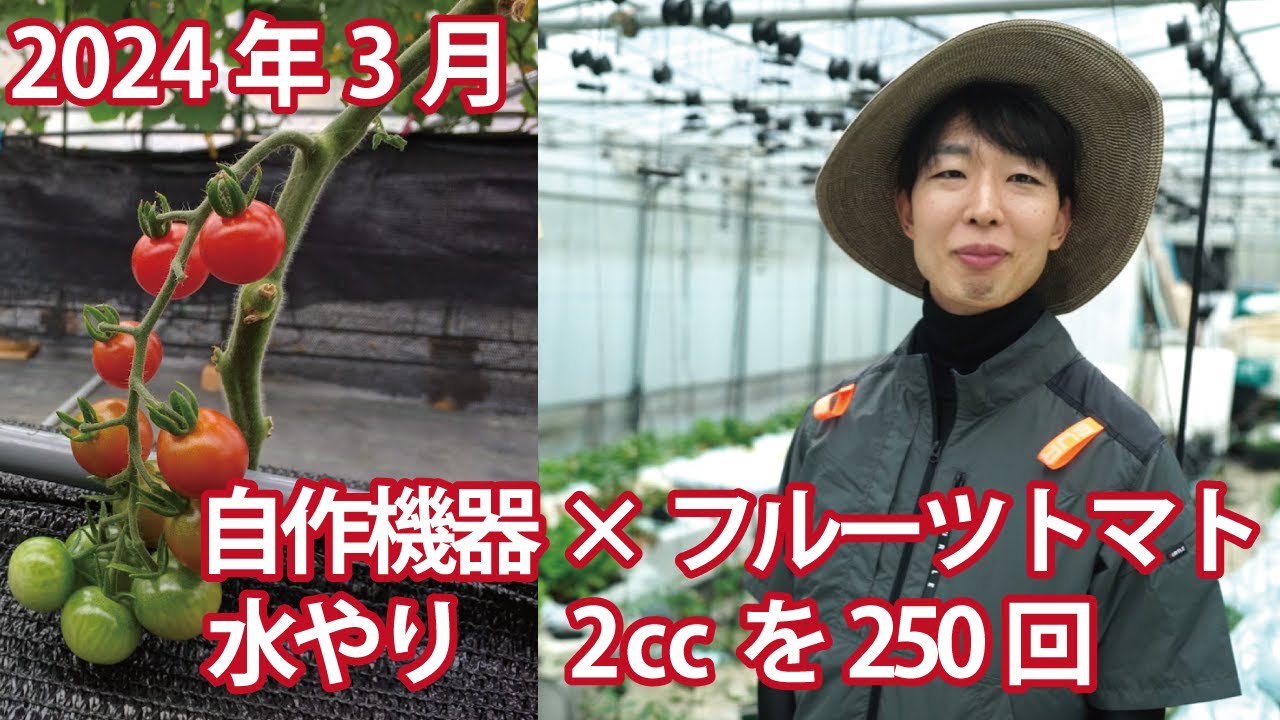 【栽培記録】自作の小規模多潅水でフルーツトマトを育てる【2024年3月】