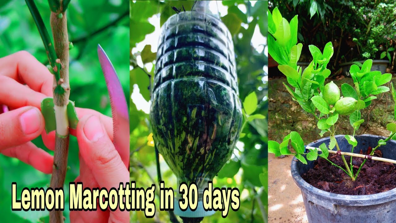 Lemon Marcotting - Complete Procedures