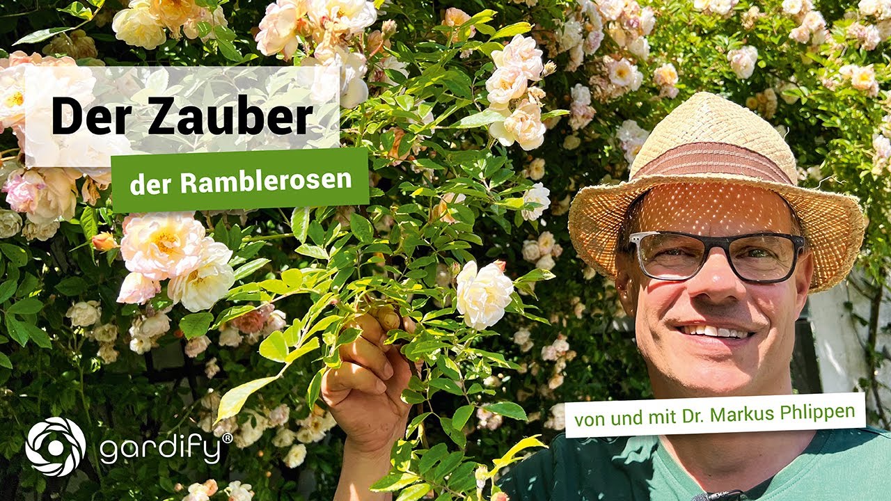 Gartengestaltung mit der Ramblerrose: Ghislaine de Féligonde | gardify Tipps