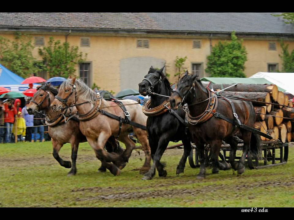 Zugleistung Mollis2010