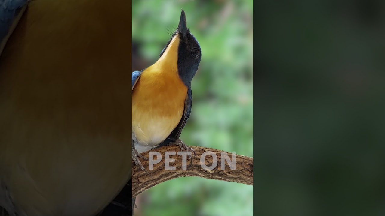 Tickell's blue flycatcher Singing E11 #birdsinging #flycatchers #tledekangunung