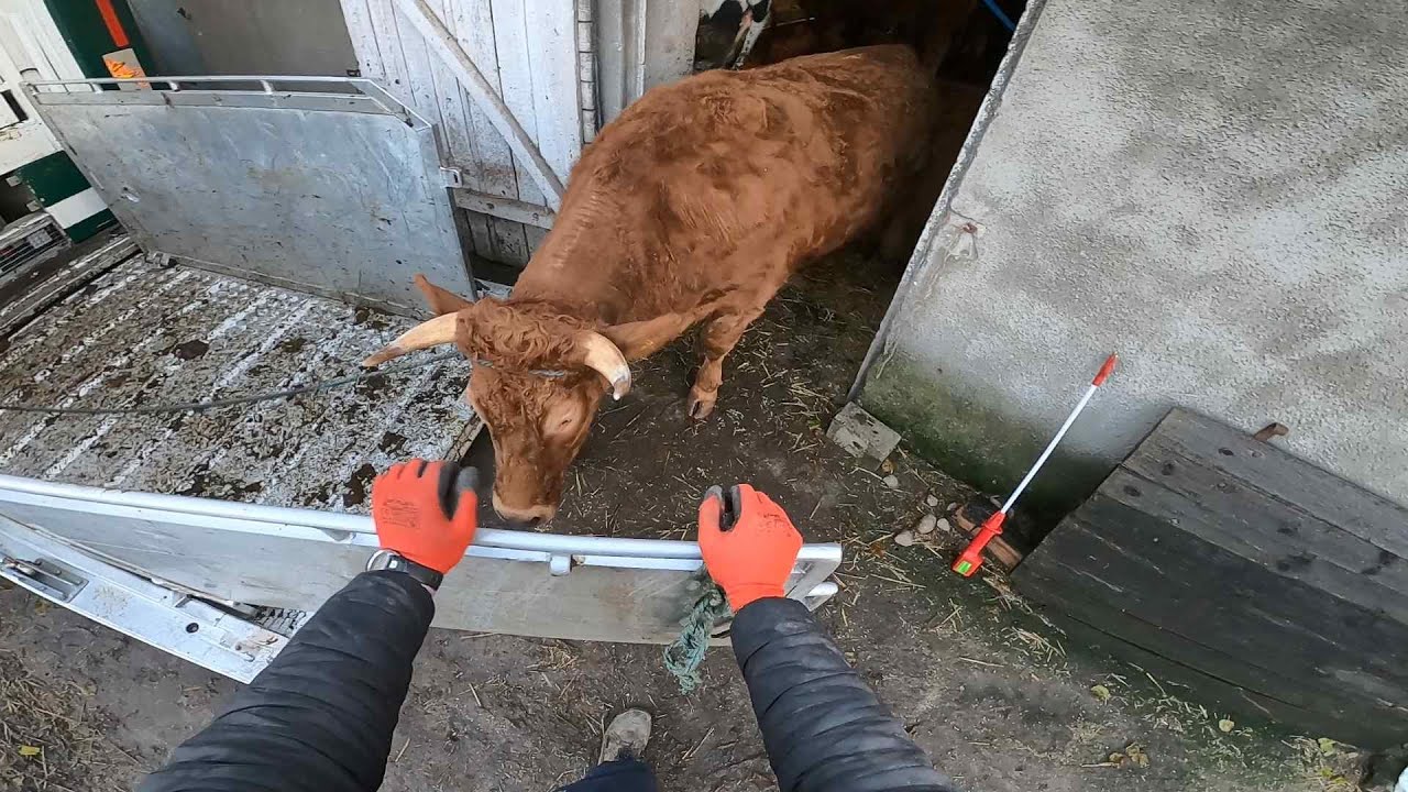 Sprzedaż bydła || Praca przy garażu || Sortowanie ziemniaków