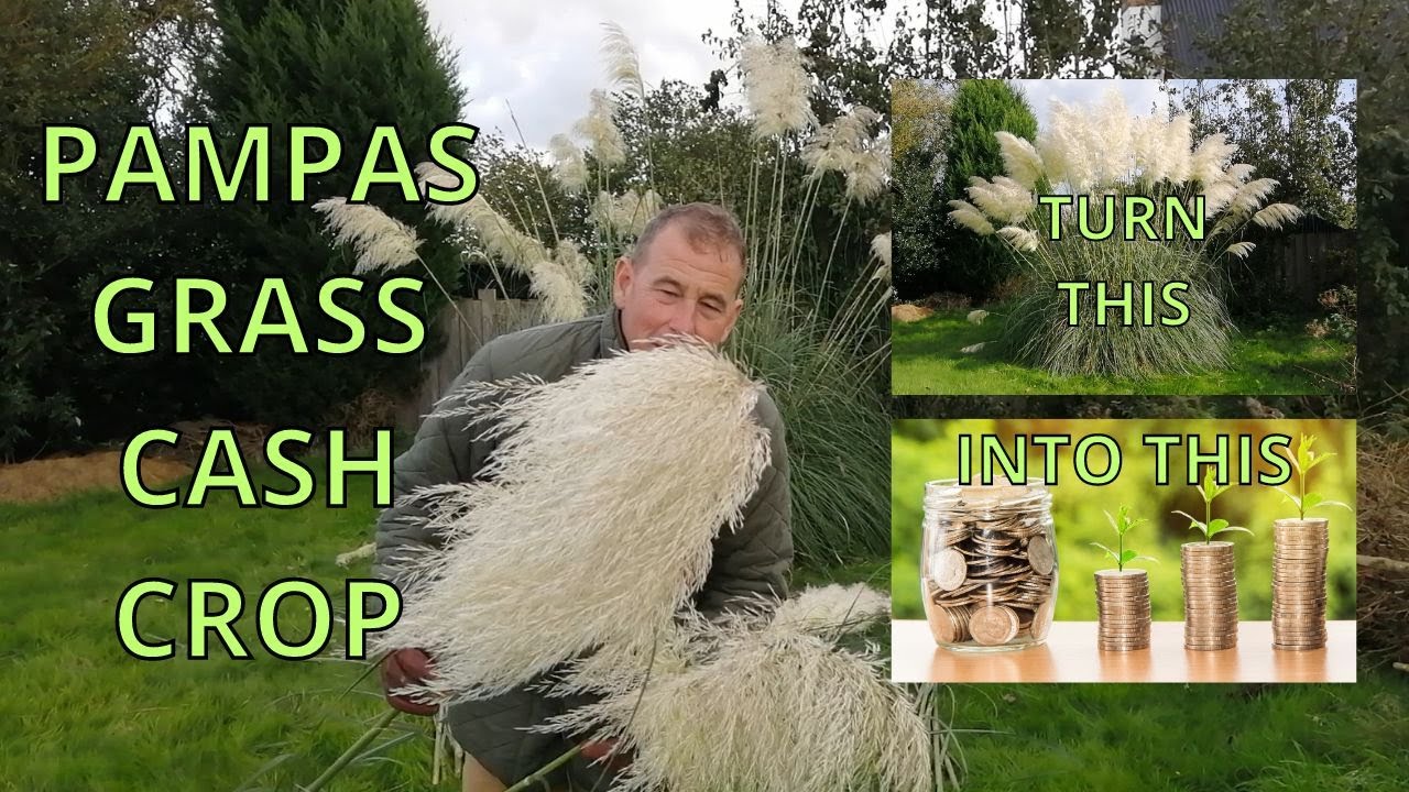 Pampas Grass Cash Crop TURN PLANTS INTO CASH
