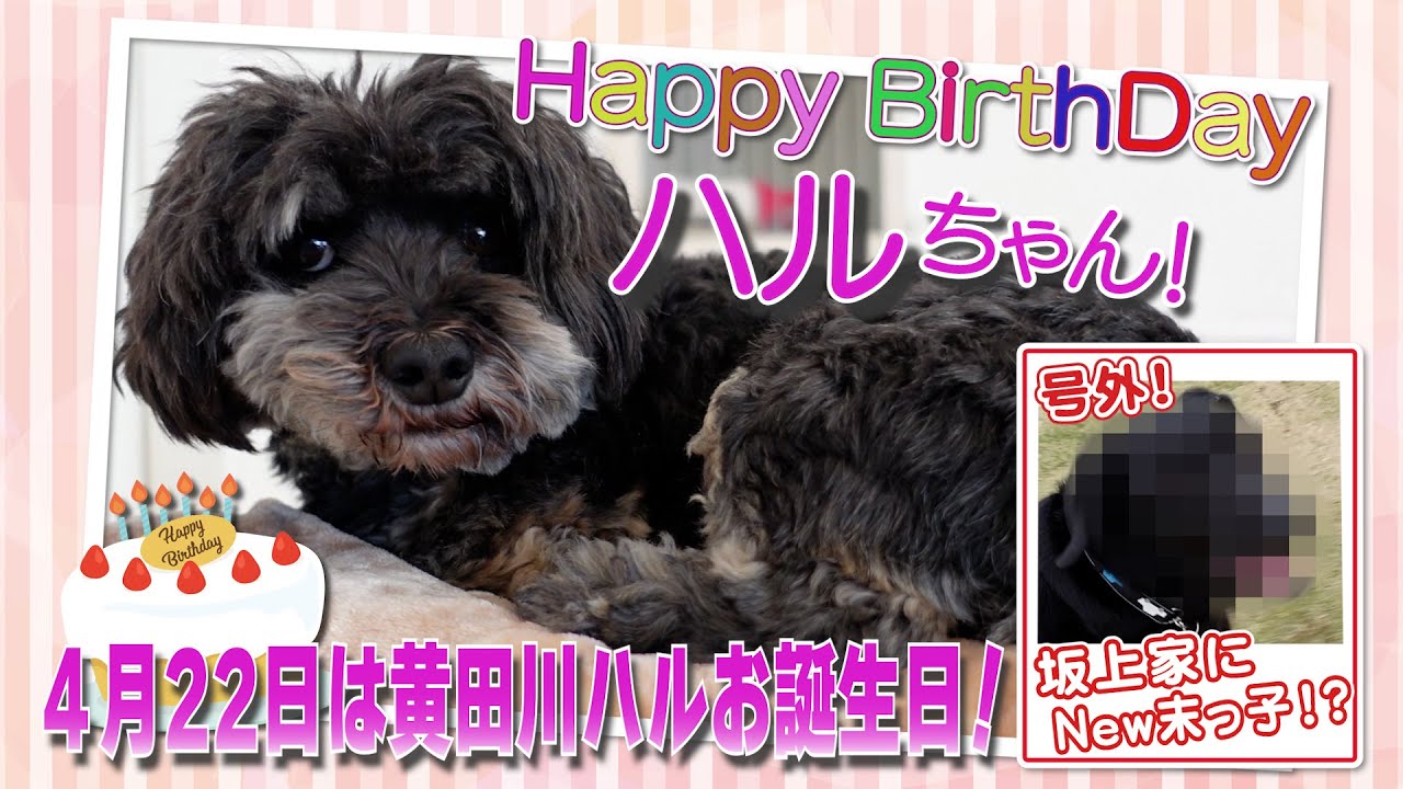 ４月２２日は黄田川ハルちゃんのお誕生日！