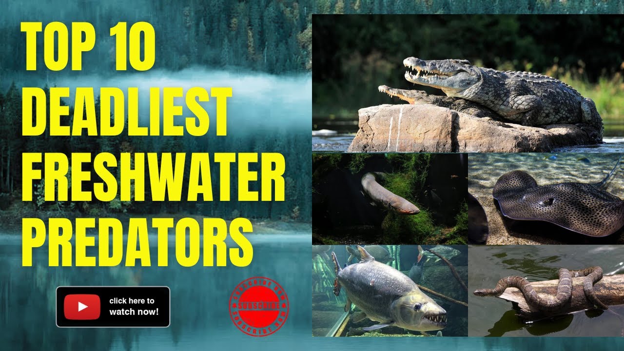 Top 10 Deadliest Freshwater Predators You Don't Want to Encounter