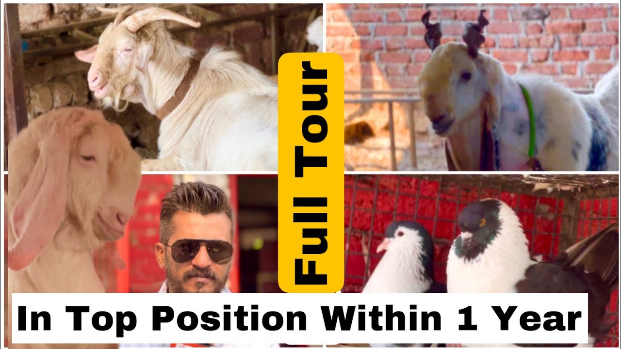 MD Goat Farm Full Farm Tour | All Goats In One Video