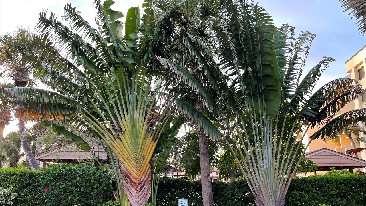 Traveller’s Tree - Ravenala madagascariensis
