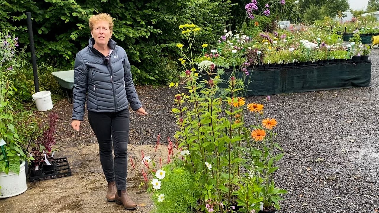 Plants for Difficult Spots in your Garden