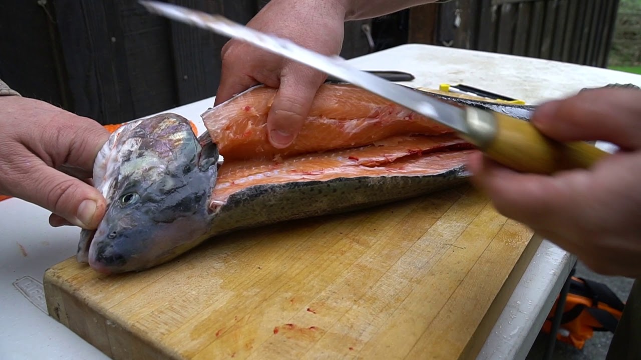 HOW TO FILLET A STEELHEAD