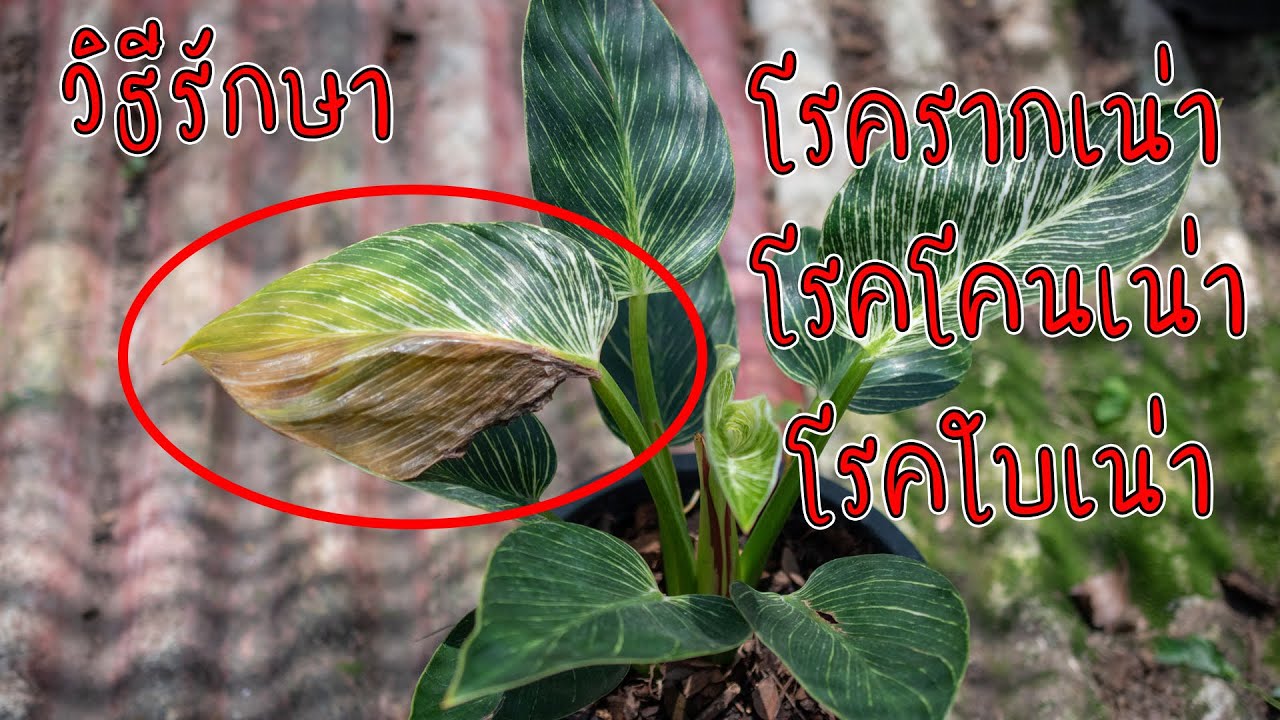 วิธีการรักษาและป้องกัน โรคใบเน่า โรครากเน่า โรคโคนเน่า สวนลุงช้อย ไม้ประดับ
