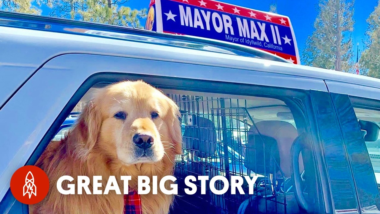 This Dog Is The Mayor Of My Town