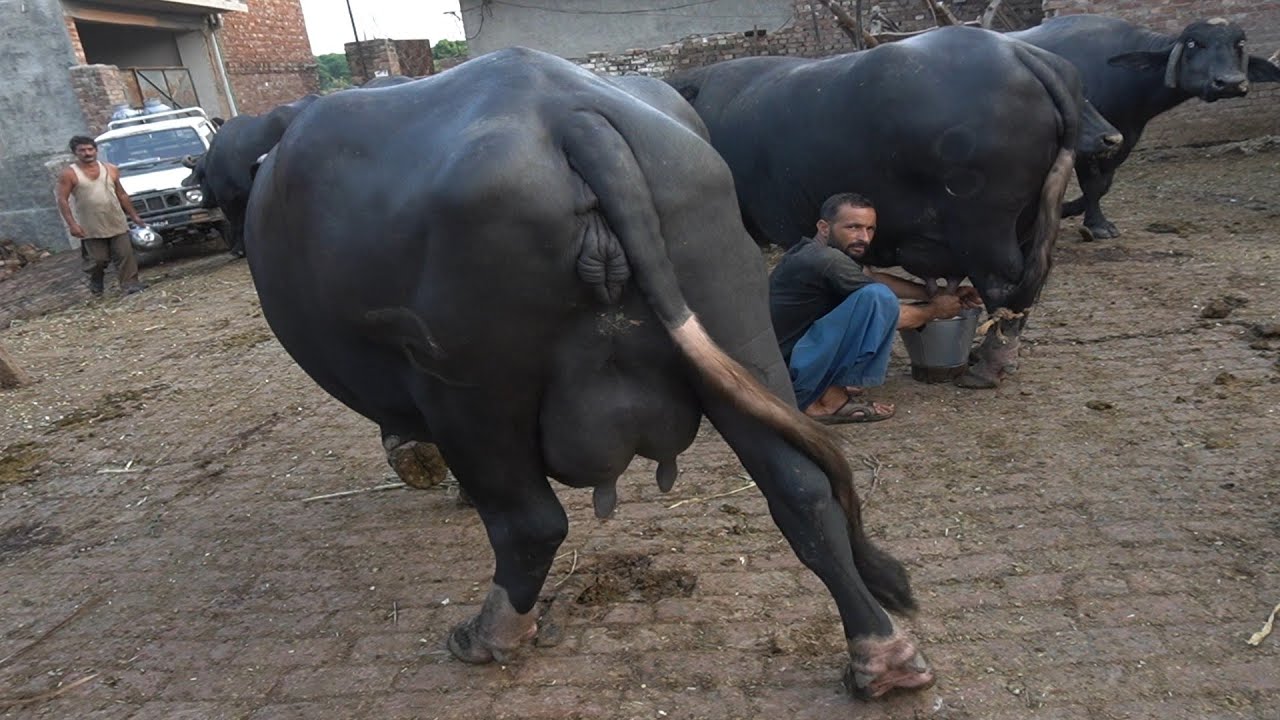 Top Class 150 Buffalo's available for sale in Punjab Pakistan|| Saif awaan farm