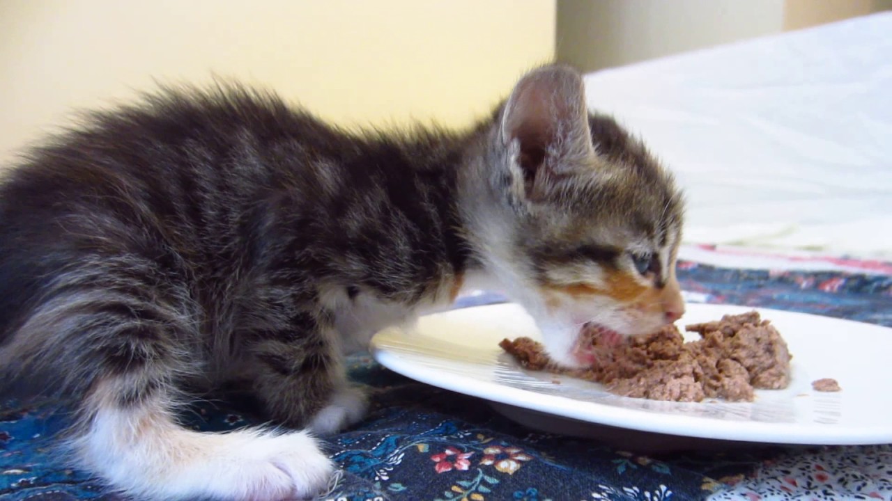 29 Minutes of Cute Foster Kittens Eating Wet & Dry Food - ASMR - Smacking & Munching