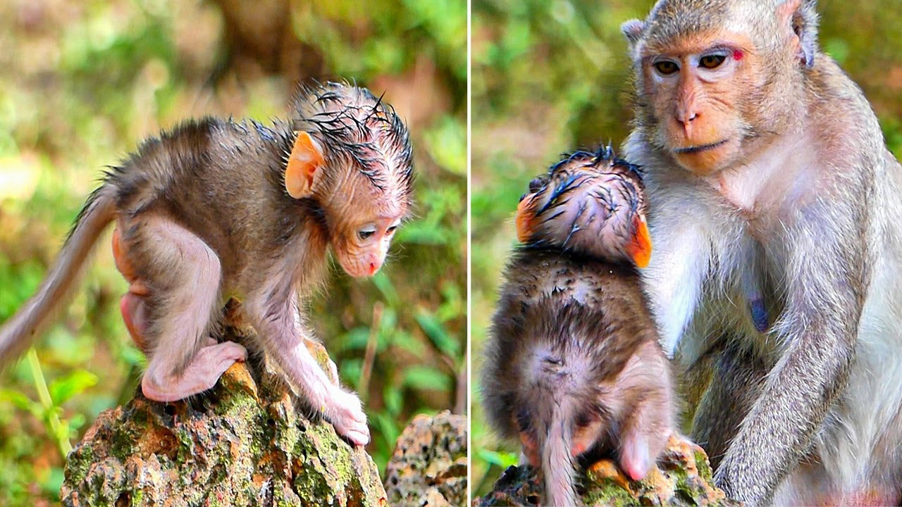Very nice action of tiny baby Sugar to leave mom Sami to walk after getting full milk.