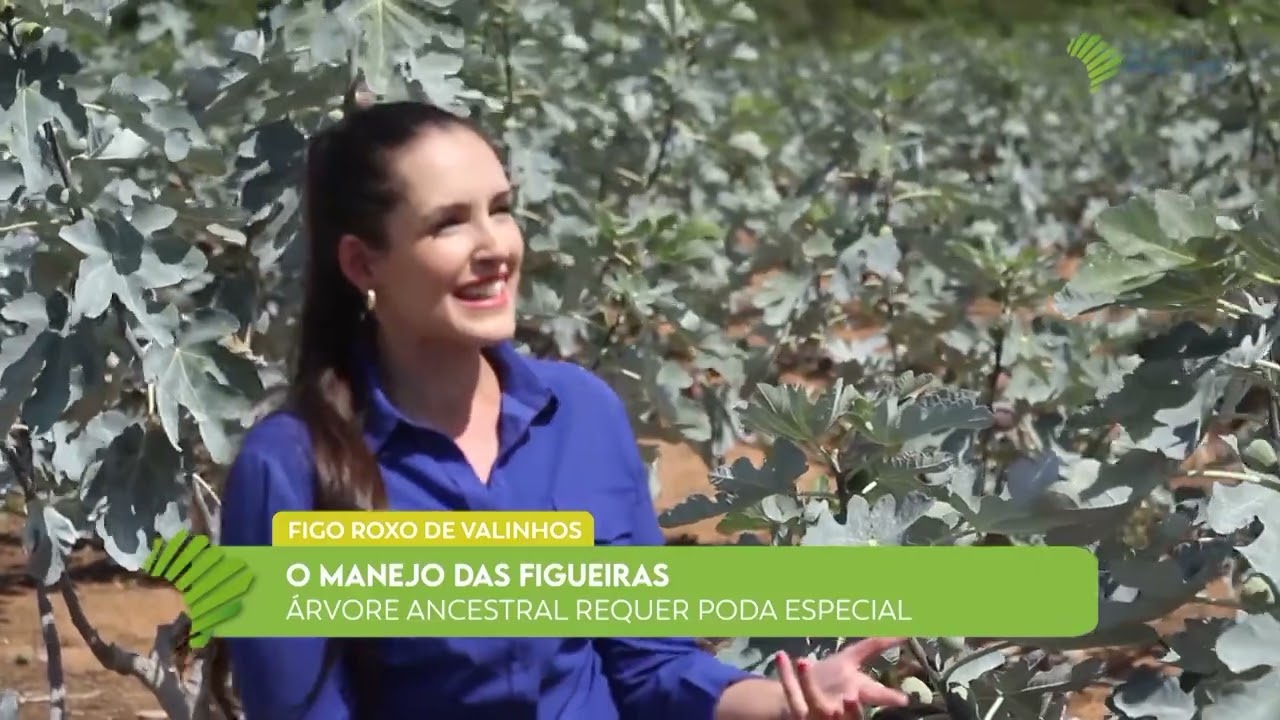 A produção do figo roxo de Valinhos