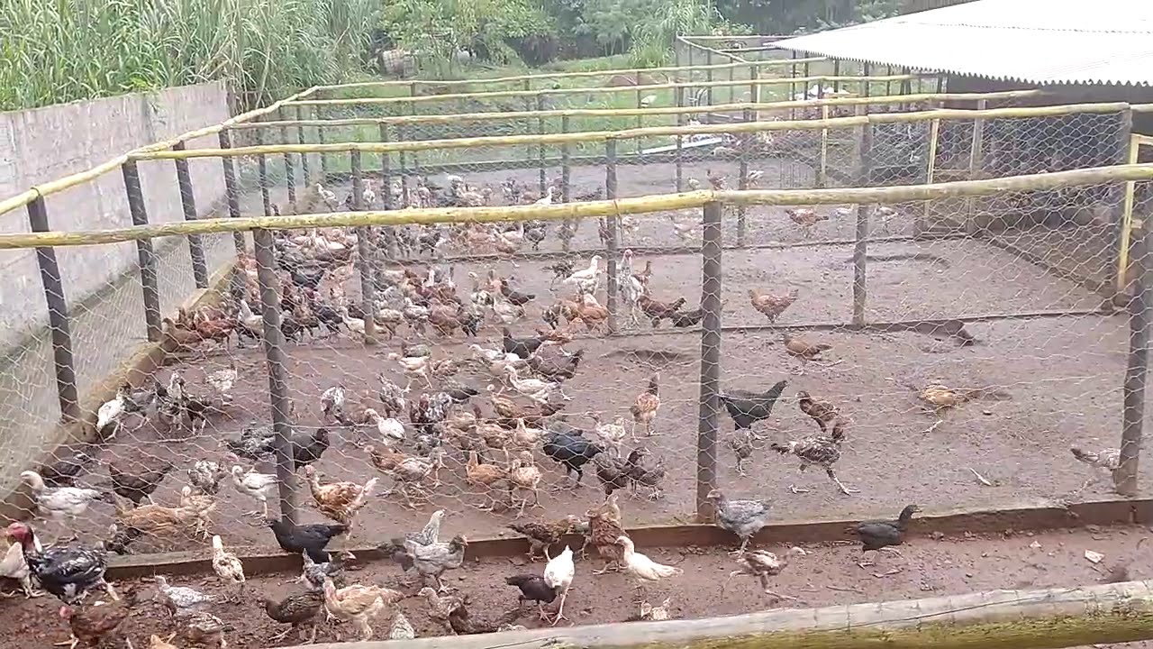 Como Anda a Criação de Frango Caipira Nos Dias de Hoje.62 98531-4096