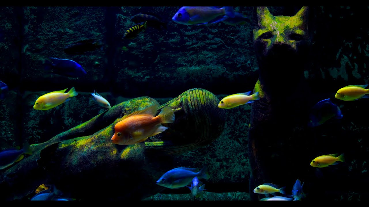 Wonderful looking Fish Tank - Relaxing Aquarium Noise | 10 Hour Sleep Sound | Full HD